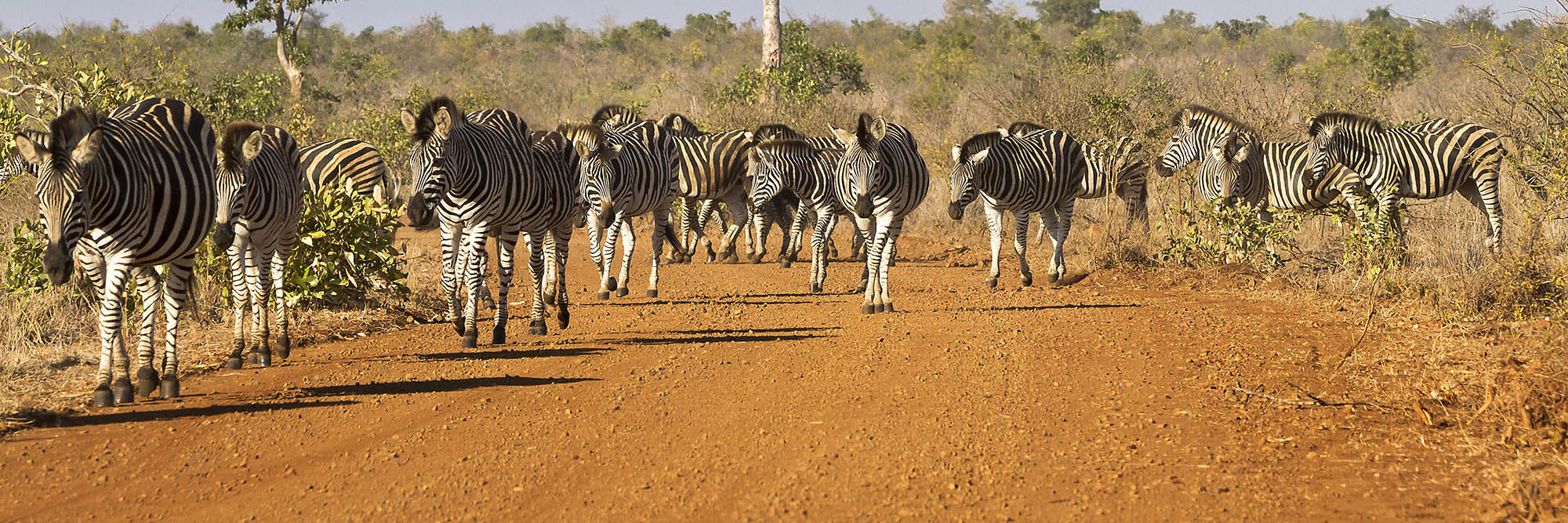 Flugsafari zur Zebrawanderung in Botswana