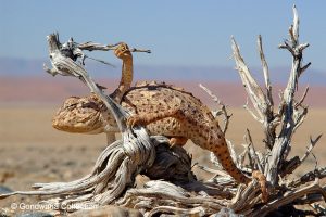 chamaeleon-namib