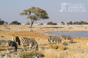 Safari Deluxe für Tierfotografen in Namibia