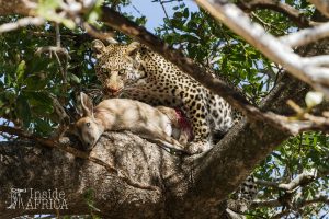 Tipps zur Wildlife Fotografie Leoparden