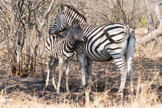 Südafrika Traumreise