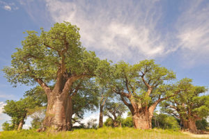 Baines Baobab Nxai Pan