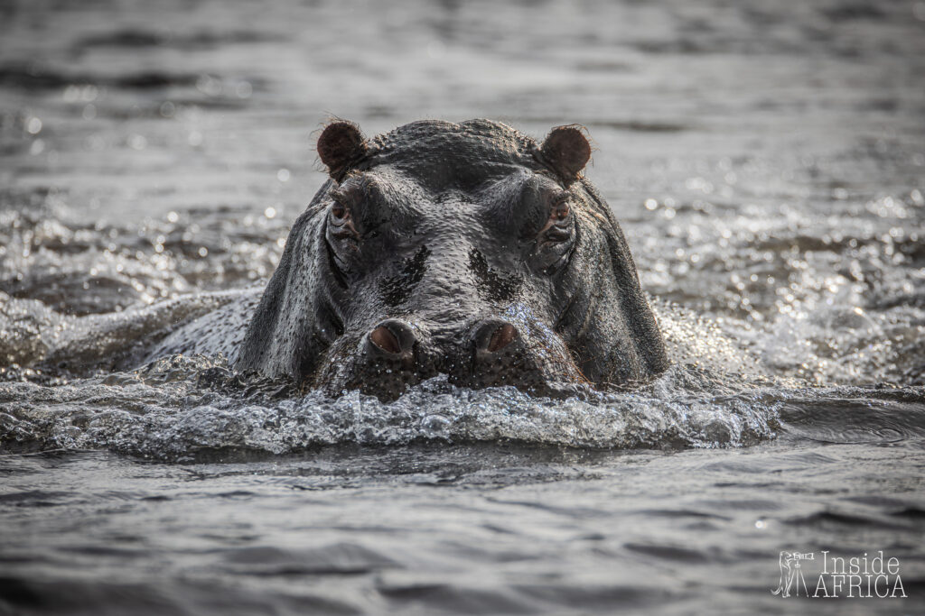 Hippo im Chose Fluß