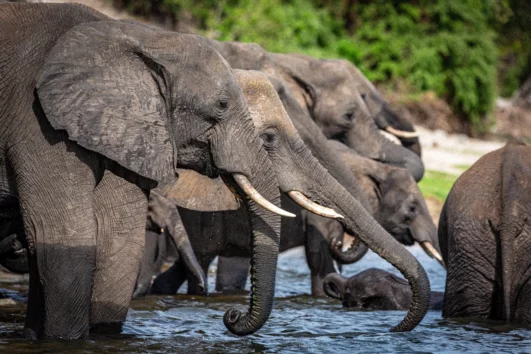 Elefanten am Chobe Fluß in Botswana