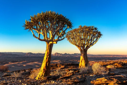 Zwei Köcherbäume in Namibia